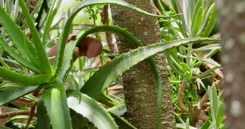 Dwarf Mongoose scent marking on Aloe vera plant Stock Footage 314779875