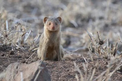 Dwarf Mongoose sitting by a hole in the savannah Stock Photos