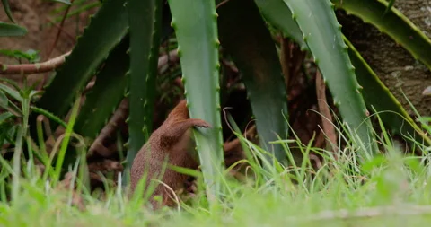 Dwarf Mongoose sniffing and exploring around Aloe vera Video stock 314779845