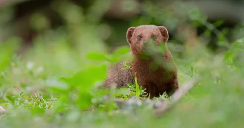 Dwarf Mongoose standing alert and sniffing in green Stock Footage 314779844