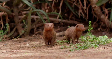 Dwarf Mongoose standing alert and running off on red soil Stock Footage 314779863