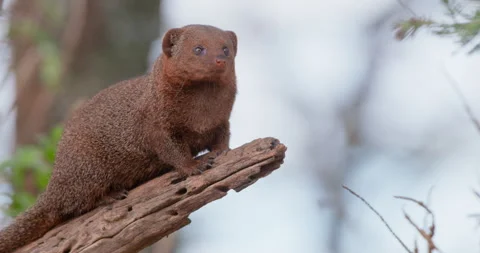 Dwarf Mongoose standing alert from end of dead tree branch Stock Footage 314779654