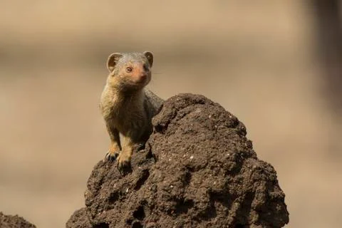 Dwarf Mongoose standing on a termite mound in which the animal burrows are .. Stock Photos