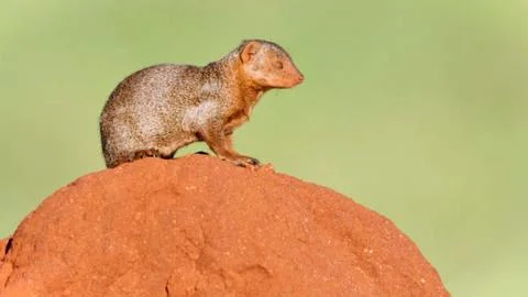 Dwarf Mongoose Standing on Termite Mound Stock Photos
