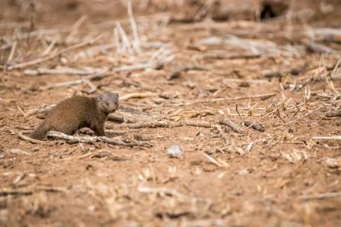 Dwarf mongoose walking in the sand. Stock Photos