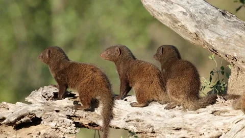 Dwarf mongooses (Helogale parvula) basking in the sun, Kruger National Park Stock Footage 150690740