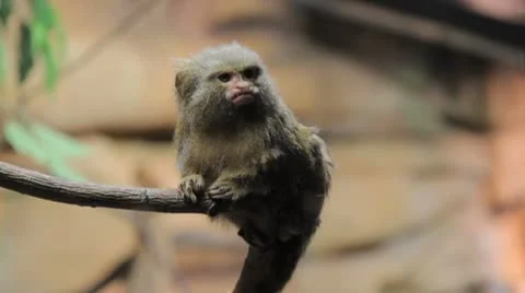 Dwarf monkey Stock Footage 8966392