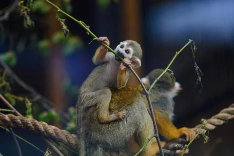 The dwarf monkey saimiri sits on the back of an adult monkey.Saimiri sciureus Stock Photos
