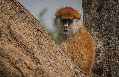 Dwarf monkey stands on a tree. Ziva Sanctuary National Park in Uganda 스톡 사진