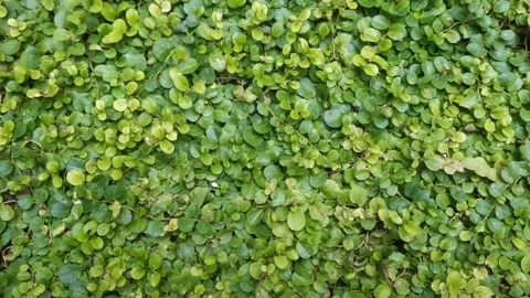 Dwarf morning-glory or Evolvulus nummularius 스톡 동영상 325601550