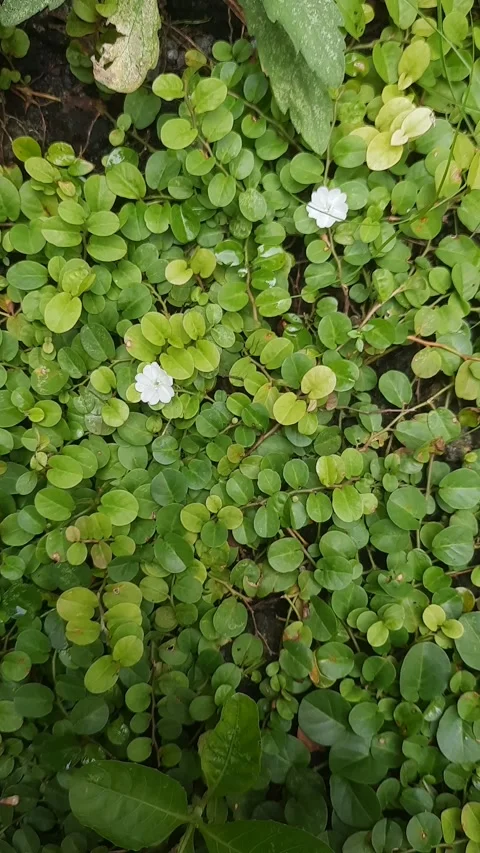 Dwarf morning-glory Tiny Flowers Stock Footage 325656384