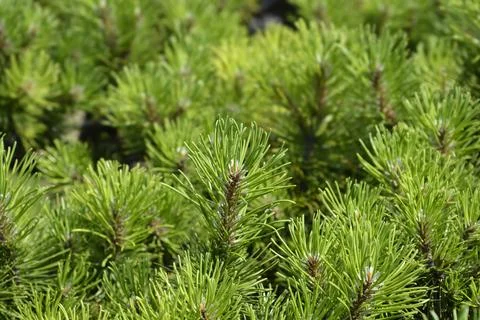 Dwarf mountain pine Mughus Stock Photos