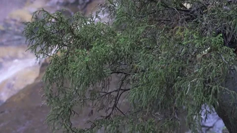 Dwarf Mountain Pine Pherosphaera fitzgeraldii 1 Stock Footage 232753559