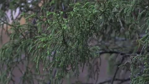 Dwarf Mountain Pine Pherosphaera fitzgeraldii 2 Stock Footage 232753710