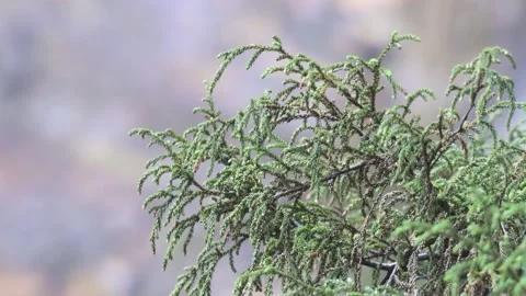 Dwarf Mountain Pine Pherosphaera fitzgeraldii 4 Stock Footage 232753734