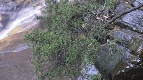 Dwarf Mountain Pine Pherosphaera fitzgeraldii 5 Stock Footage 232753754