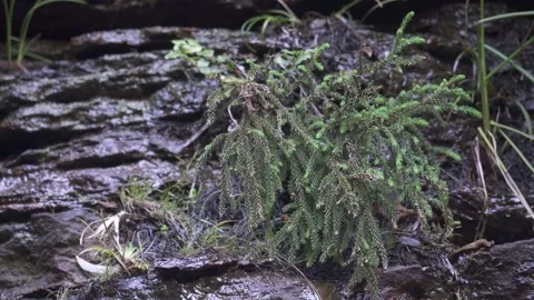 Dwarf Mountain Pine Pherosphaera fitzgeraldii 6 Stock Footage 232754663