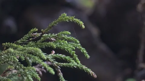Dwarf Mountain Pine Pherosphaera fitzgeraldii 7 Stock Footage 232754773