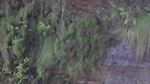 Dwarf Mountain Pine Pherosphaera fitzgeraldii 9 Stock Footage 232754841