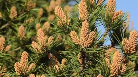 Dwarf mountain pine (Pinus mugo) Stock Footage 14562706