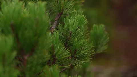 Dwarf mountain pine (Pinus mugo) forest on the high mountain plateaus, close Stock Footage 255005680