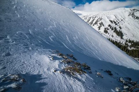 Dwarf mountain pine under the snow in the winter Carpathians. Stock Photos