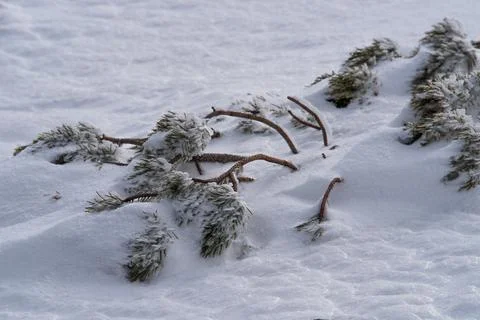 Dwarf mountain pine under the snow in the winter Carpathians. Foto stock