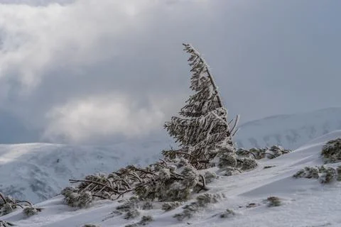 Dwarf mountain pine under the snow in the winter Carpathians. Foto stock