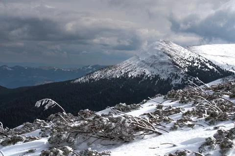 Dwarf mountain pine under the snow in the winter Carpathians. 写真素材