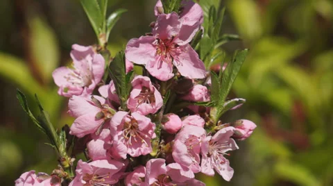Dwarf Nectarine fruit tree Stock Footage 37139897