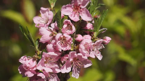 Dwarf Nectarine fruit tree Stock Footage 37144051