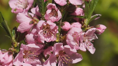 Dwarf Nectarine fruit tree Stock Footage 37144206