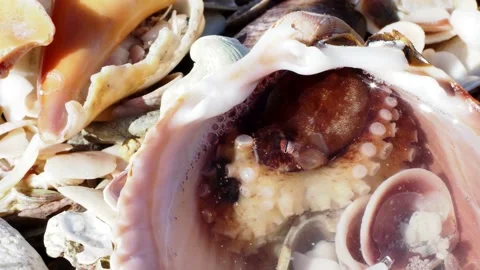 Dwarf Octopus (Octopus joubini) hiding in a Cockleshell. Stock Footage 164331696