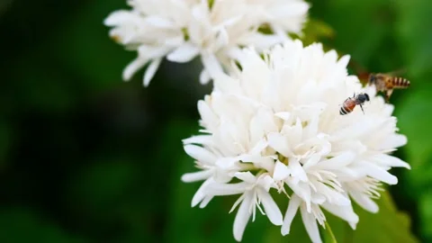 Dwarf or Red dwarf Honey bee on Robusta coffee blossom Stock Footage 233947510