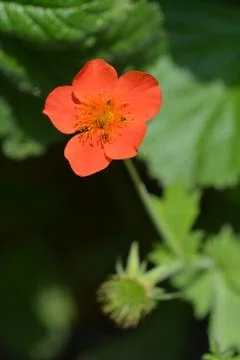 Dwarf orange avens Stock Photos