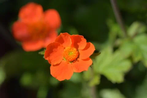 Dwarf orange avens Stock Photos