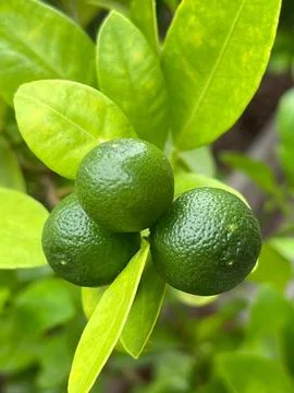 Dwarf orange tree Stock Photos