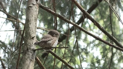Dwarf owl dwarf owl (Glaucidium passerinum) Civetta nana Stock Footage 235216446