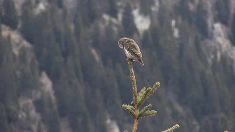 Dwarf owl dwarf owl (Glaucidium passerinum) Civetta nana Stock Footage 235441993