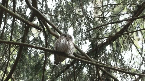 Dwarf owl dwarf owl (Glaucidium passerinum) Civetta nana Stock Footage 235970763