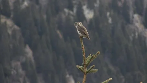 Dwarf owl dwarf owl (Glaucidium passerinum) Stock Footage 237805535