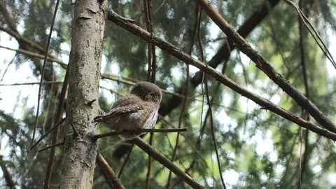 Dwarf owl dwarf owl (Glaucidium passerinum) Civetta nana Stock Footage 241704647