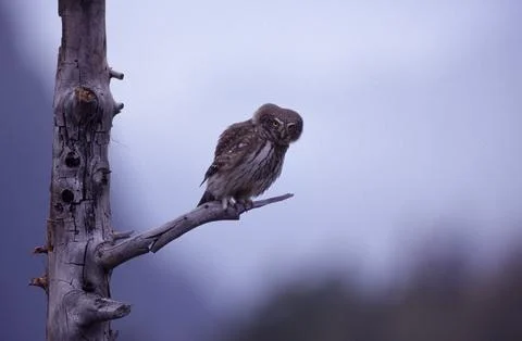 Dwarf owl dwarf owl (Glaucidium passerinum) Civetta nana Stock Photos