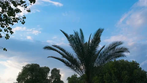 Dwarf palm tree against sky. Stock Footage 231927716