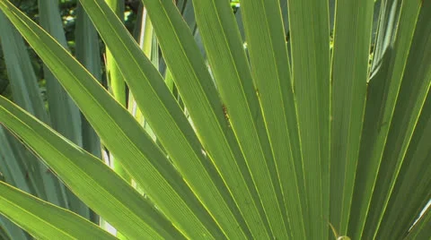 Dwarf palmetto of Big Thicket Stock Footage 24694997