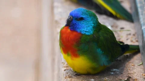 A dwarf parrot Stock Footage 265870427