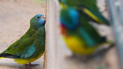 A dwarf parrot Stock Footage 265874862
