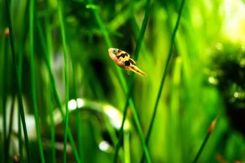 Dwarf pea pufferfish close up in tropical freshwater planted aquarium Stock-Fotos
