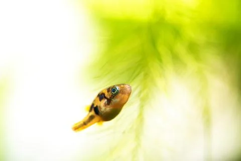 Dwarf pea pufferfish close up in tropical freshwater planted aquarium Stock-Fotos