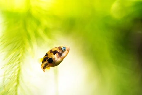 Dwarf pea pufferfish close up in tropical freshwater planted aquarium Photos